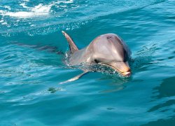 Dolphin Encounter & Picnic On Benitiers Island
