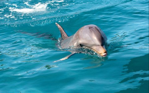 Dolphin Encounter & Picnic On Benitiers Island