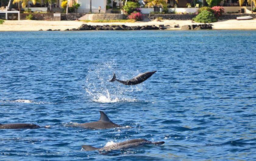 DOLSWIM - Dolphin Encounter - Whale Encounter - Big Game Fishing